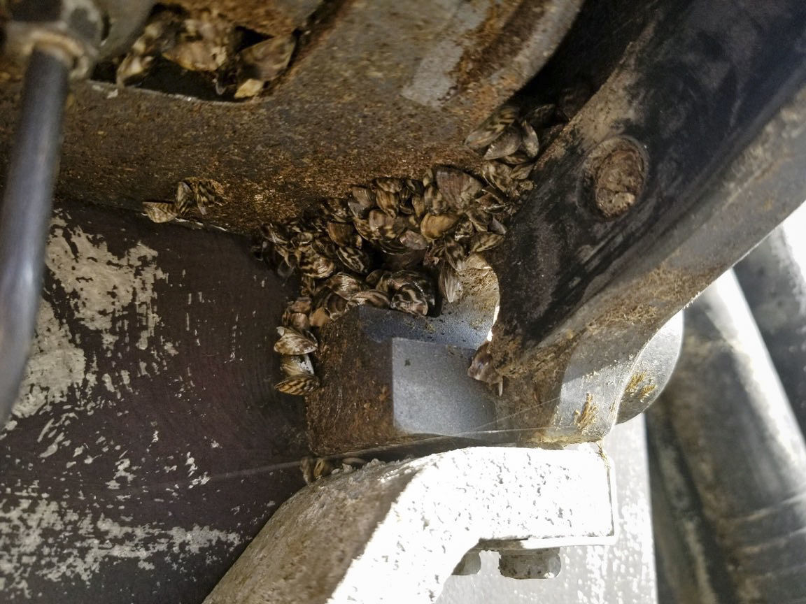 zebra mussels